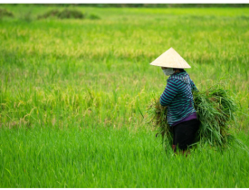 Mức tiền hỗ trợ đền bù đất nông nghiệp bị thu hồi 2025