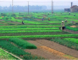 TP.HCM cho phép xây công trình trên đất nông nghiệp